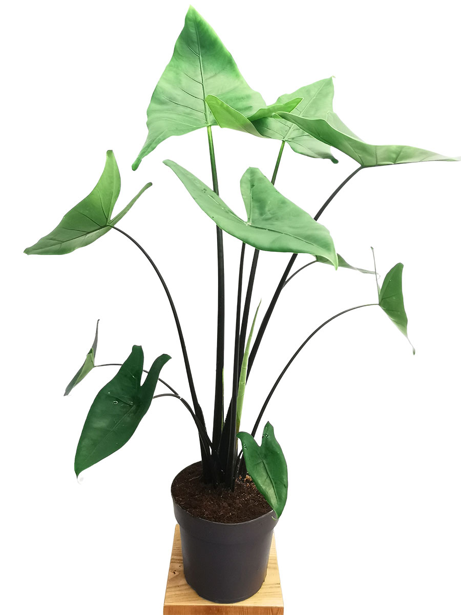 Alocasia Zebrina Black