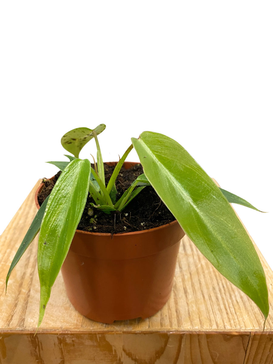 Baby Philodendron Spiritus-Sancti