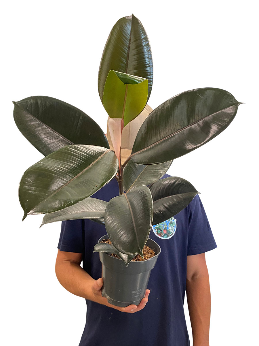 Gummibaum Ficus Elastica Abidjan