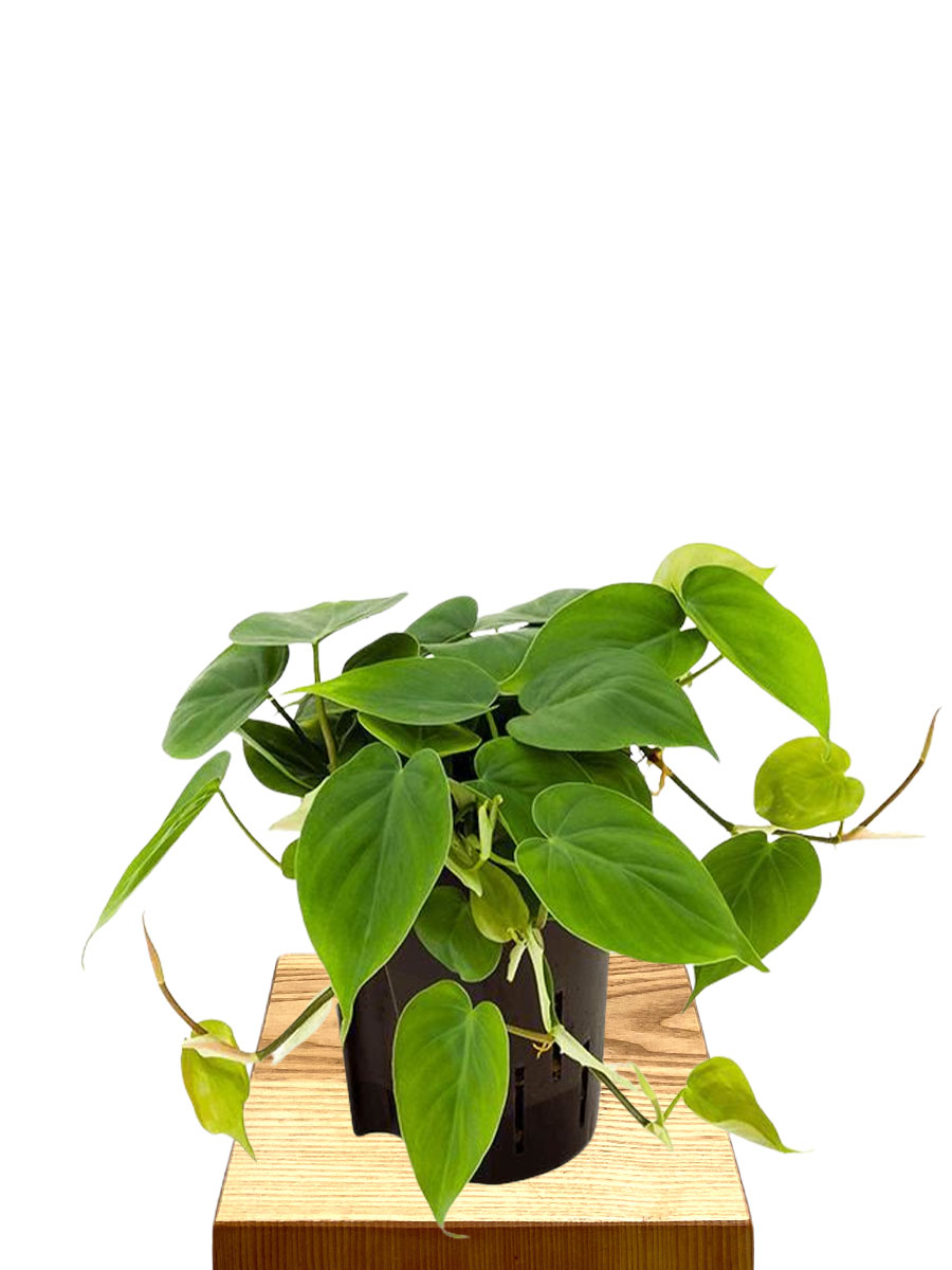 Hydro - Philodendron scandens