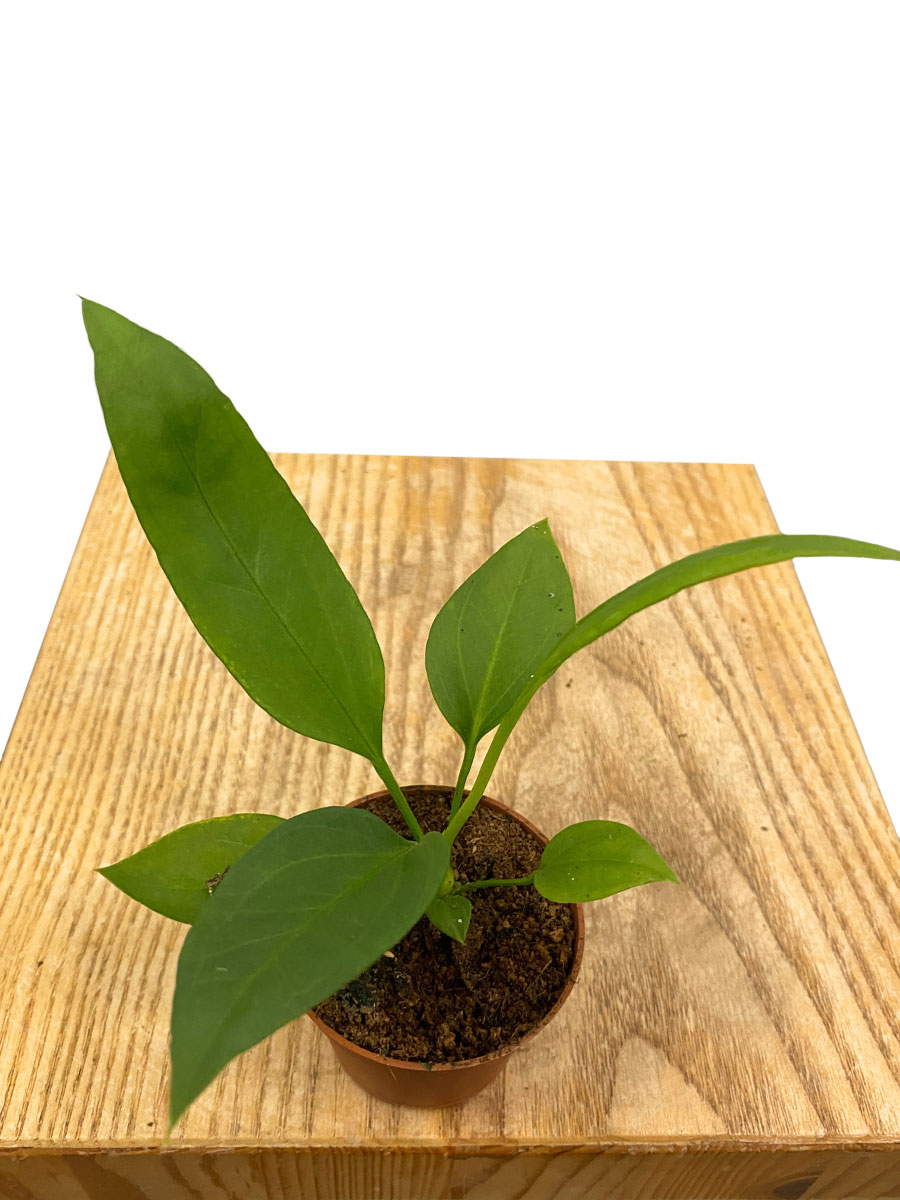 Baby Anthurium Vittarifolium