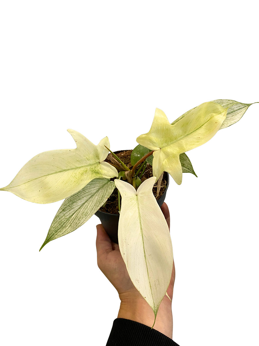 Philodendron Florida Ghost