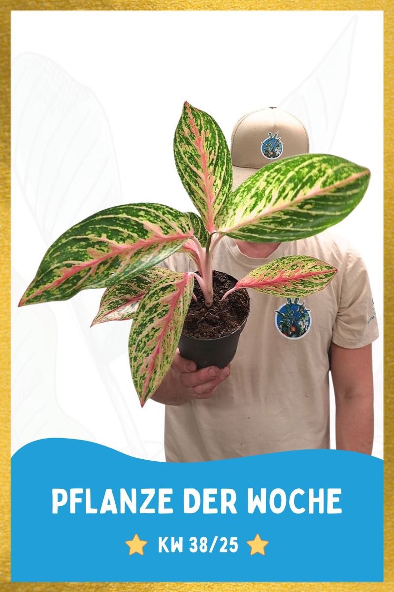 Aglaonema Cocomelon 