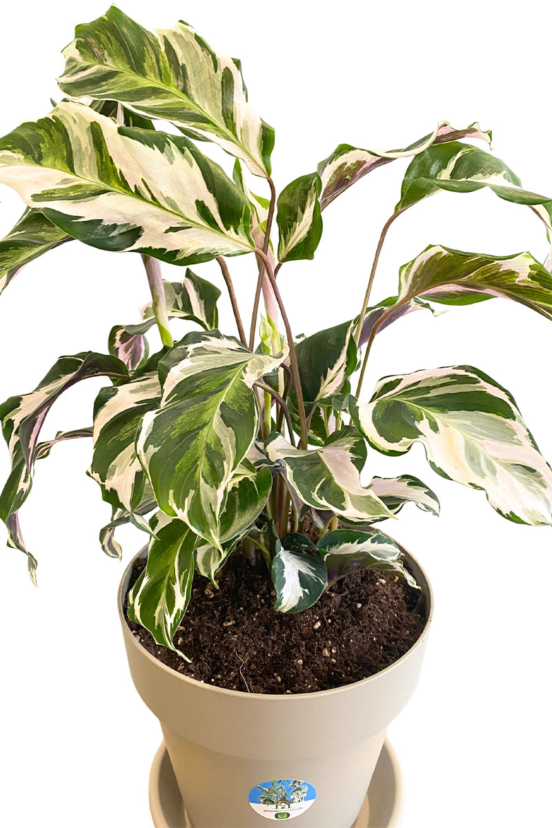 Calathea White Fusion