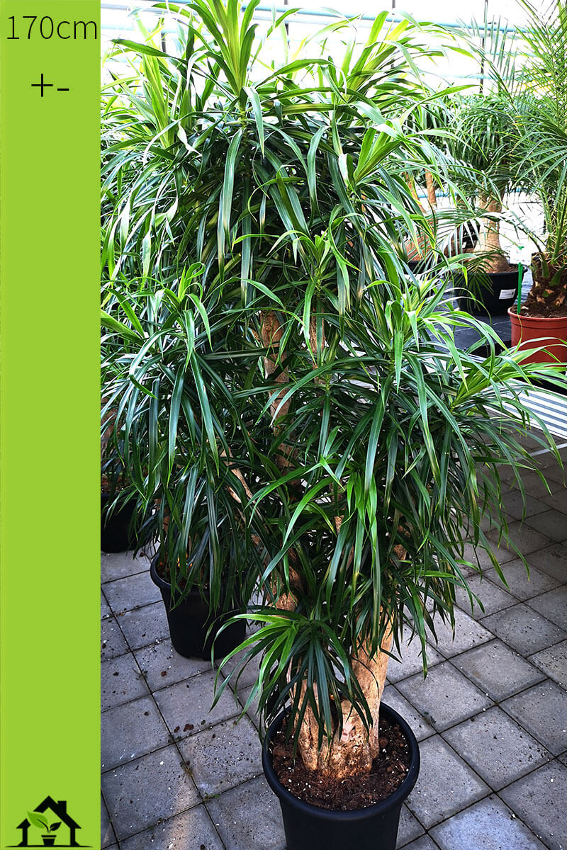 draceana-anita-170cm-02-kaufen-zimmerpflanzen.ch-zimmerpflanze-zimmerpflanzen-onlineshop-schweiz-011