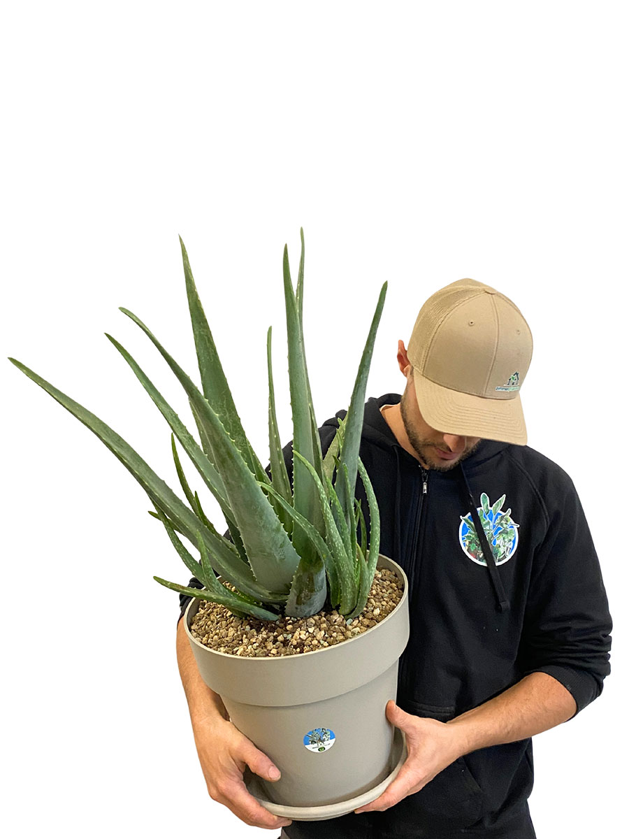 Echte Aloe Vera Bio - Schwer