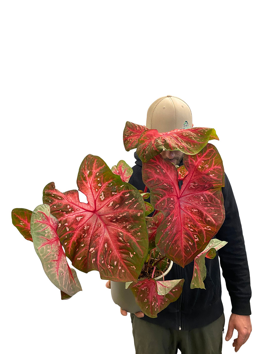 Caladium Red Flash XL