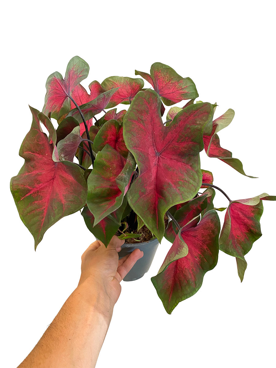 Caladium Rot