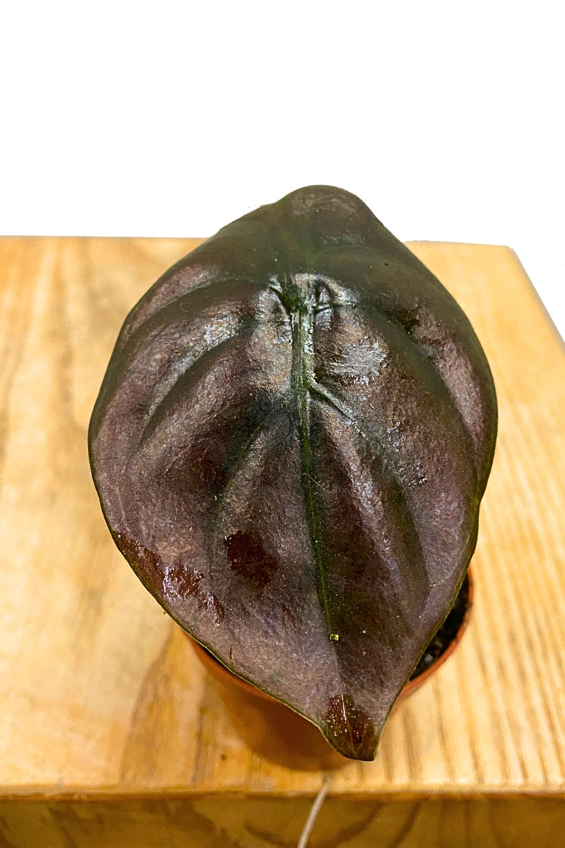 Baby Alocasia Red Secret