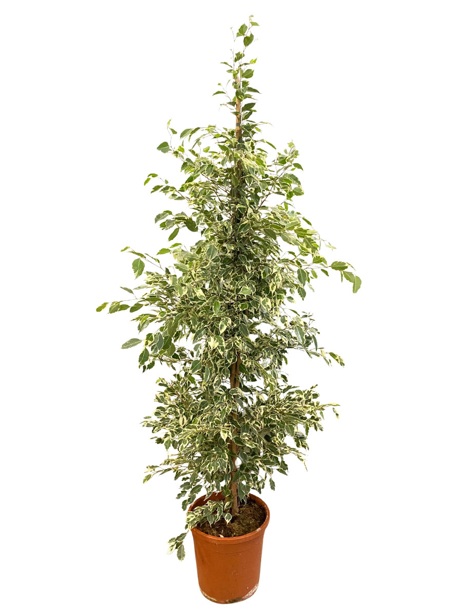 Birkenfeige Ficus Benjamina Twilight