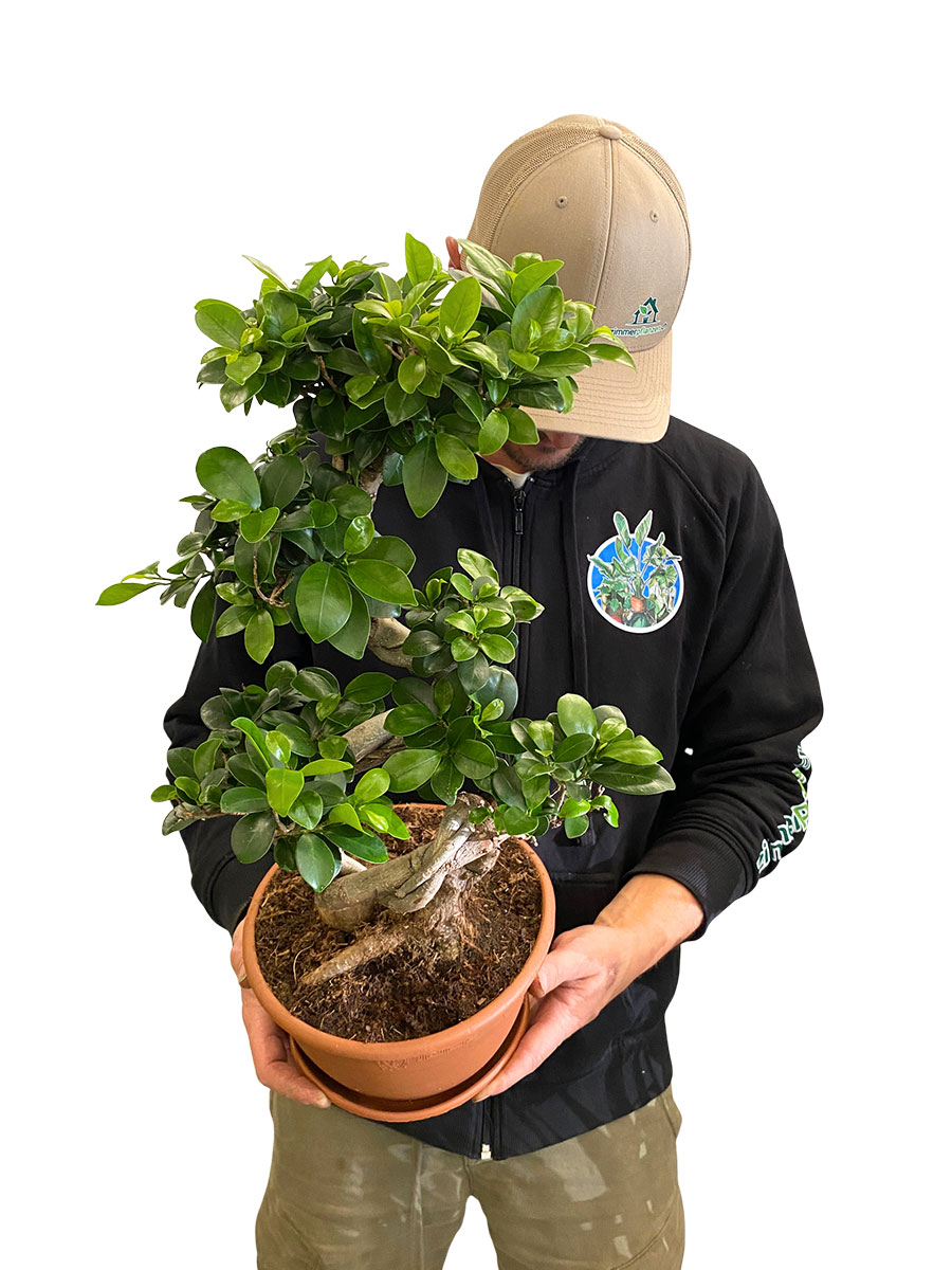 Chinesische Feige Ginseng S-Form - Ø22 cm