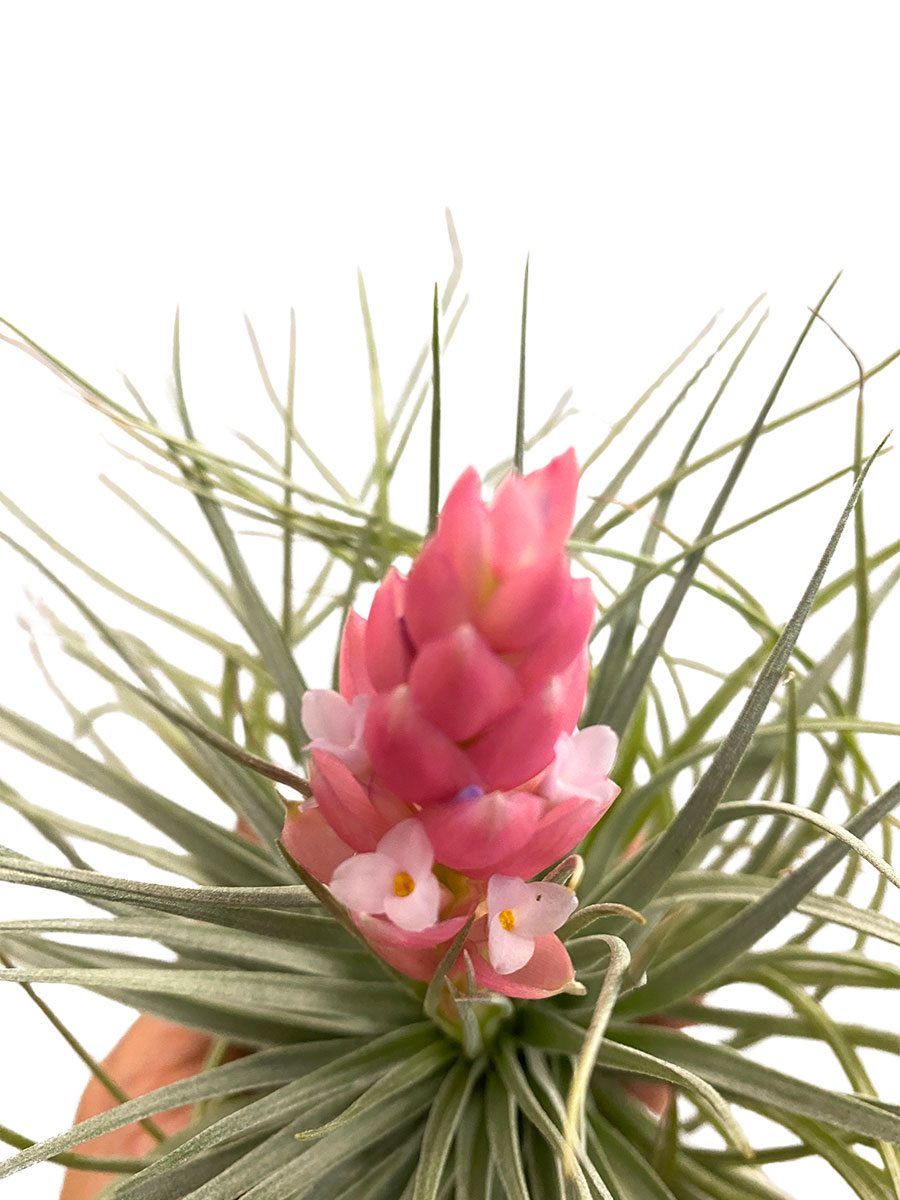 Tillandsia Silver - Gross