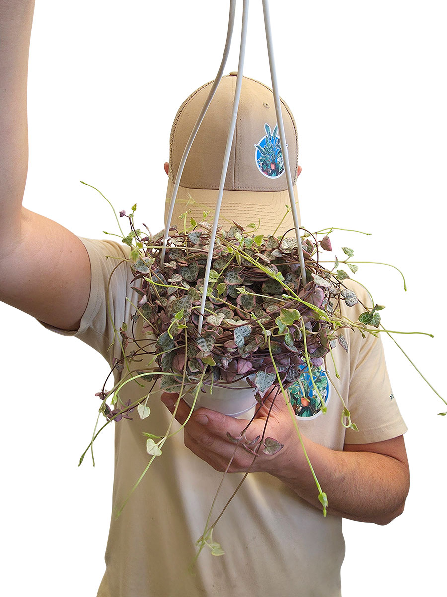 Hänger - Leuchterblume Ceropegia Variagata