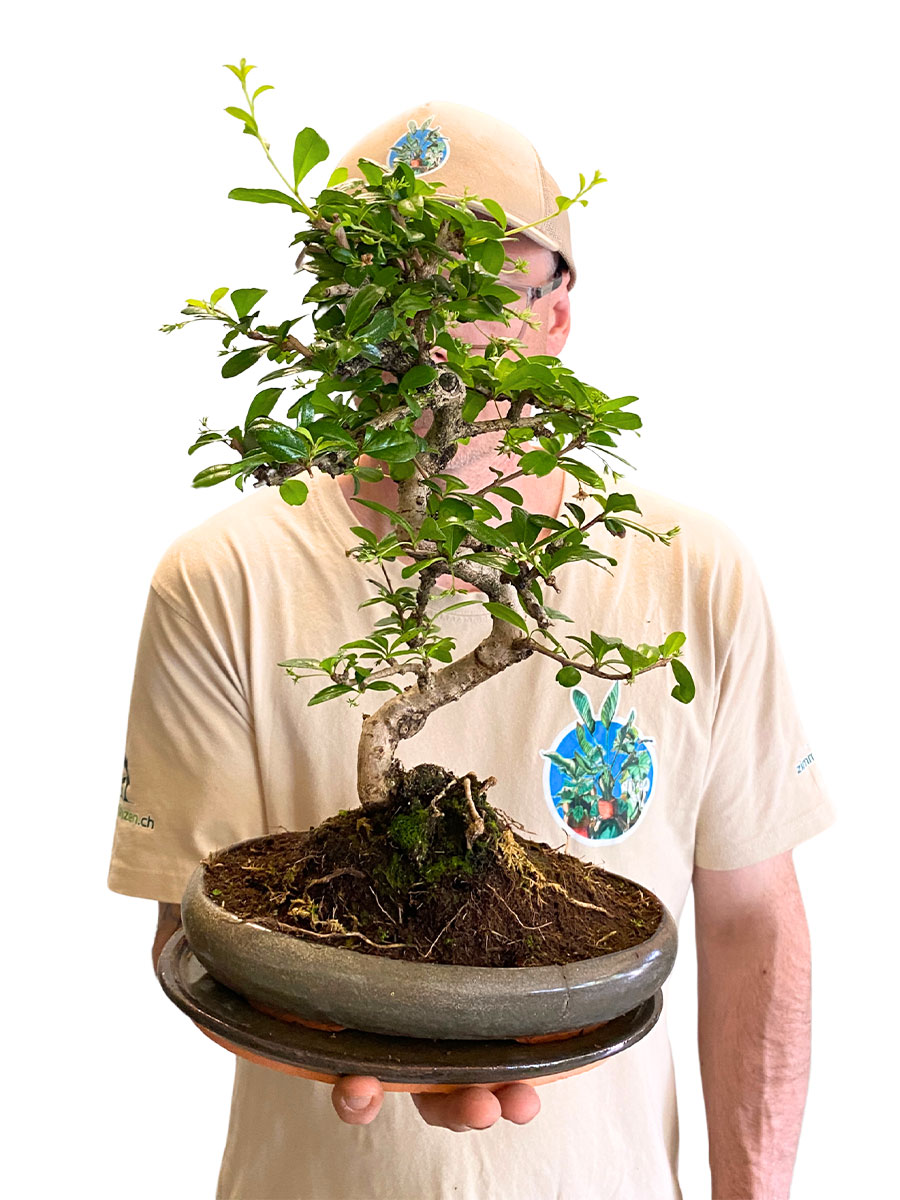 Bonsai - Carmona Fukientee Bonsai - Carmona Fukientee