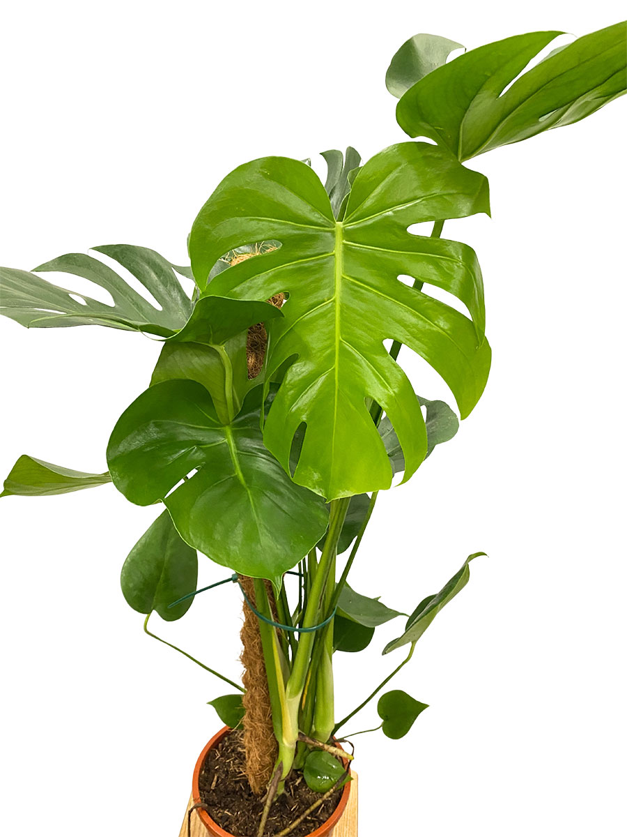 Monstera Deliciosa Moosstab