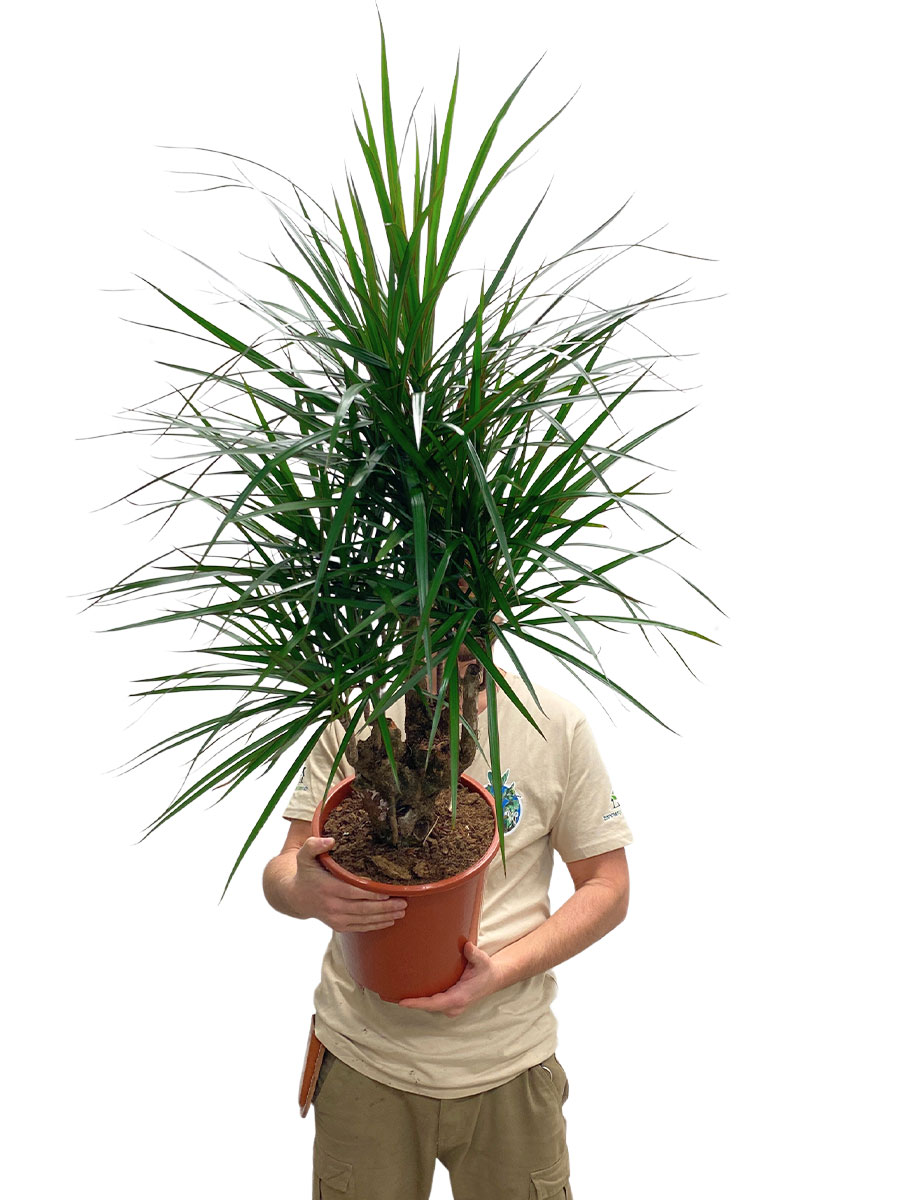 Drachenbaum Dracaena marginata verzweigt 120-130cm
