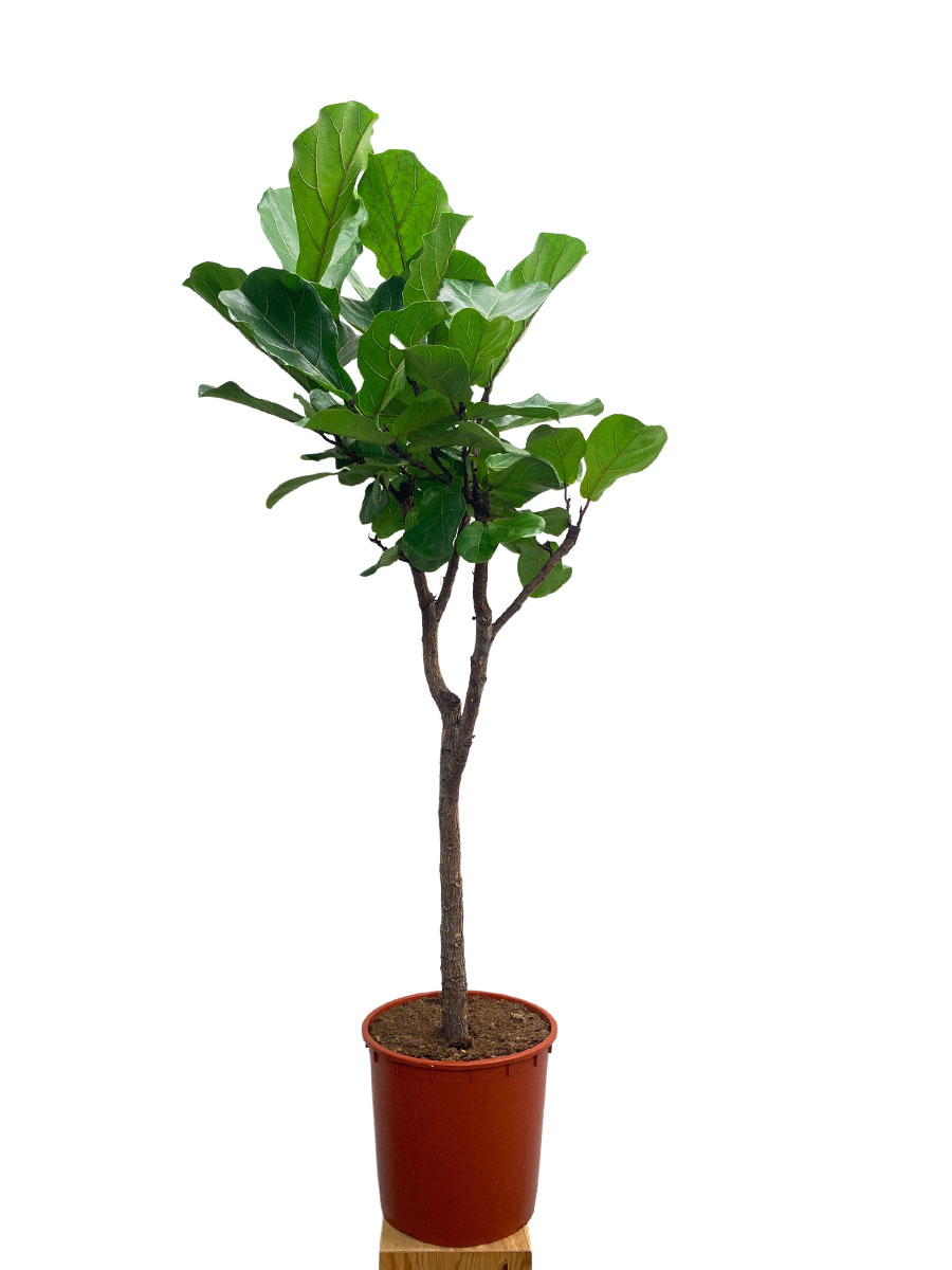 Geigenfeige Ficus lyrata Stamm 160cm