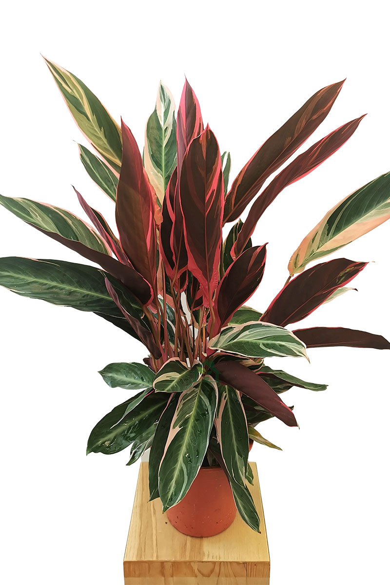 Stromanthe Triostar 70-80cm