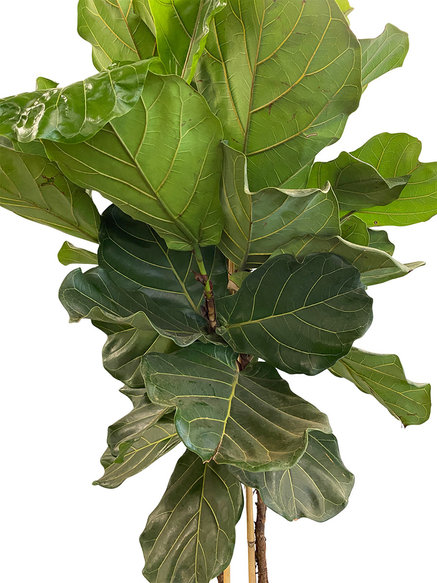 Geigenfeige Ficus lyrata Multistamm