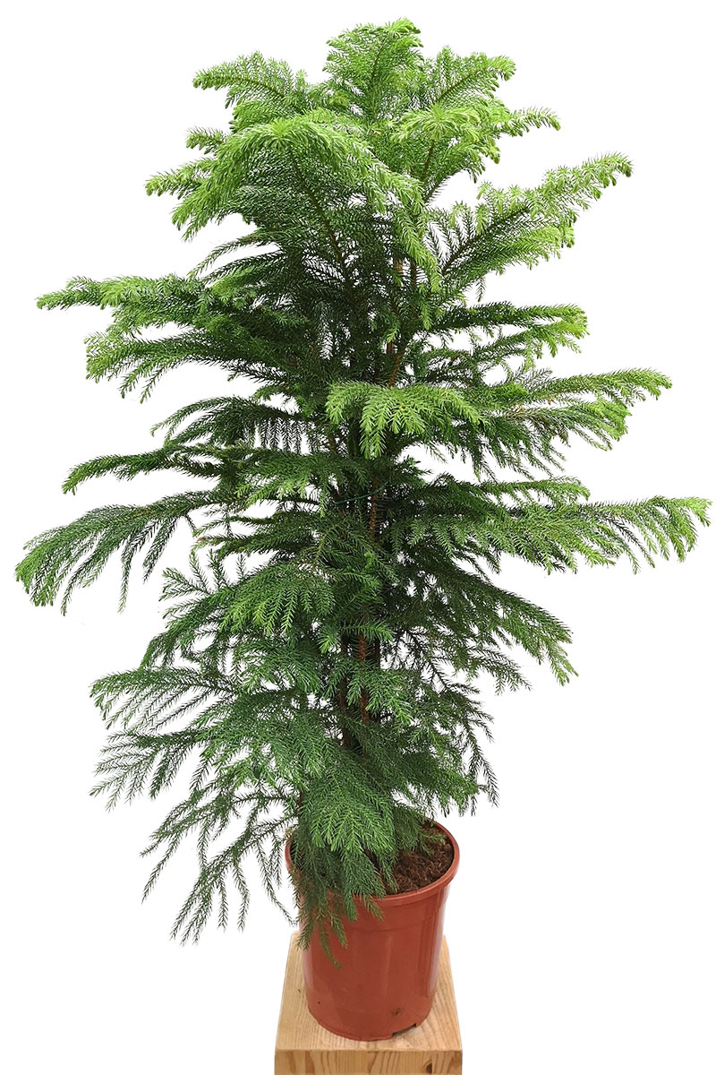 Zimmertanne Araucaria heterophylla