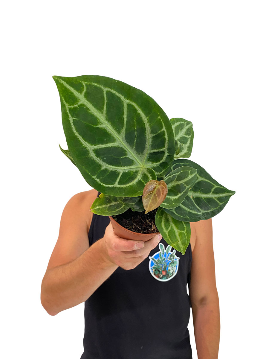 Anthurium Silver Bush