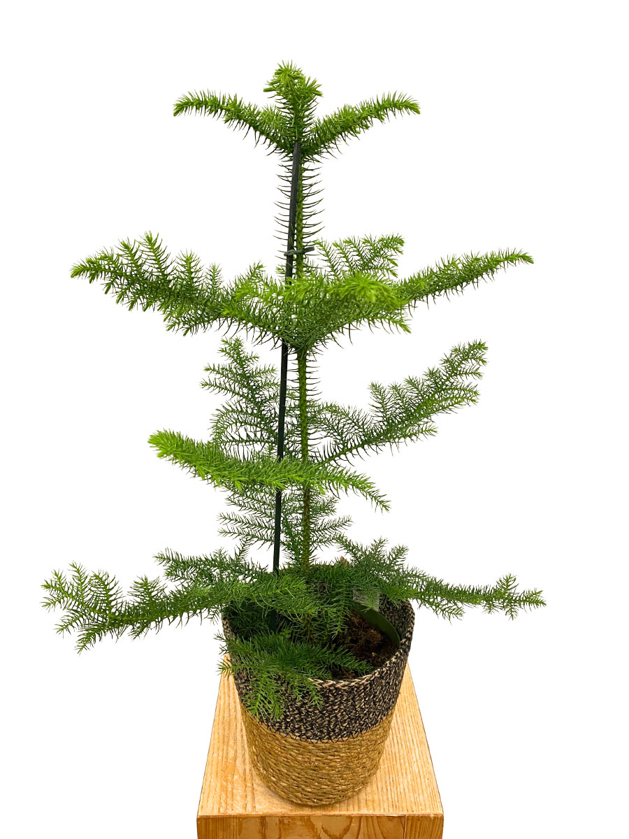 Zimmertanne Araucaria Heterophylla im Seegras Korb