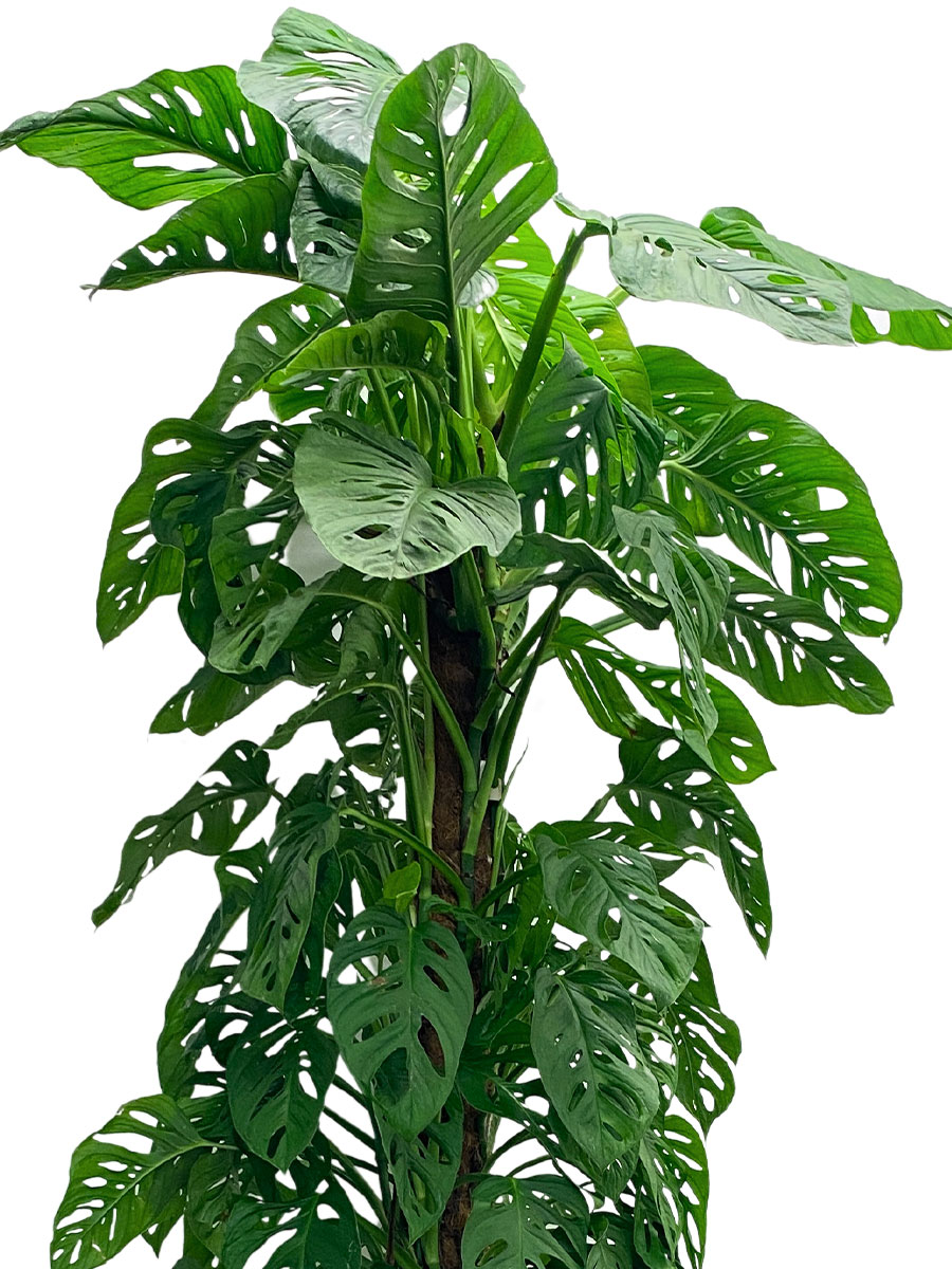 Monstera obliqua Monkey Mask XXL