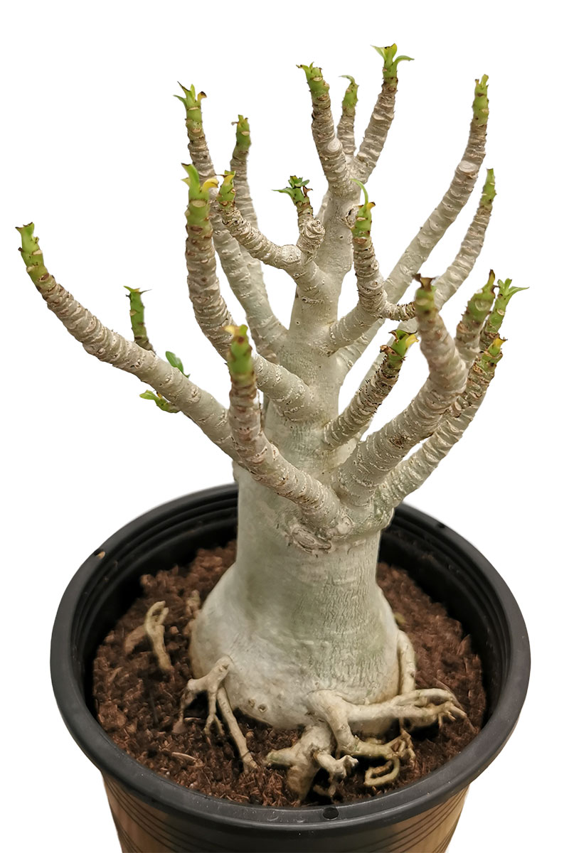 Wüstenrose Adenium Baobab