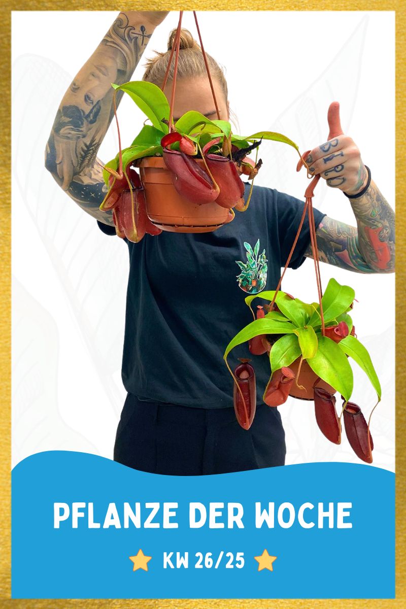 Kannenpflanze Nepenthes Bloody Mary