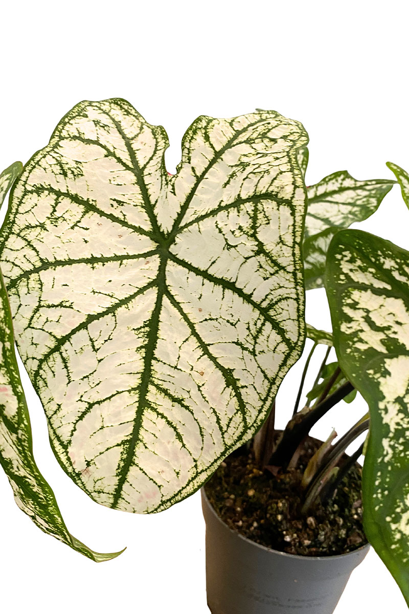 Caladium White Christmas