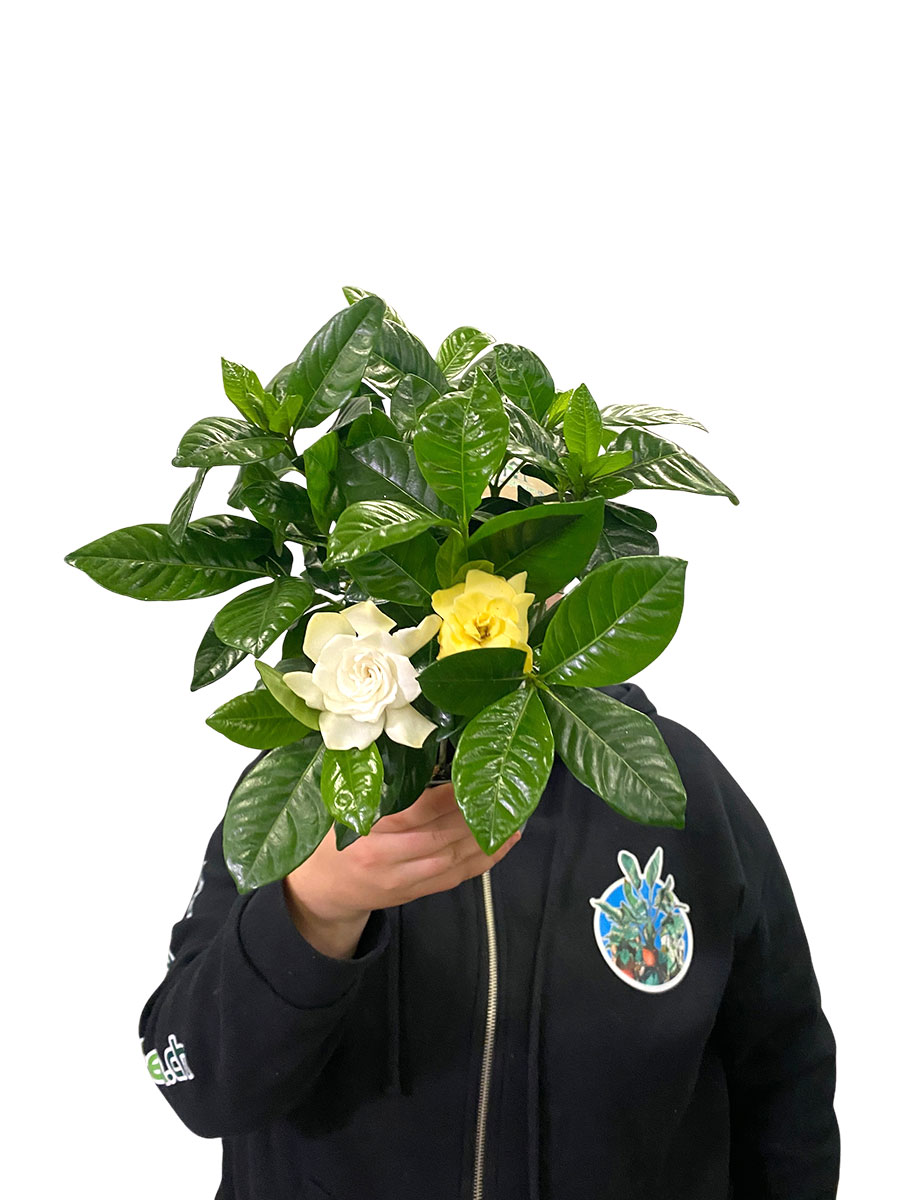 Gardenia Jasminoides
