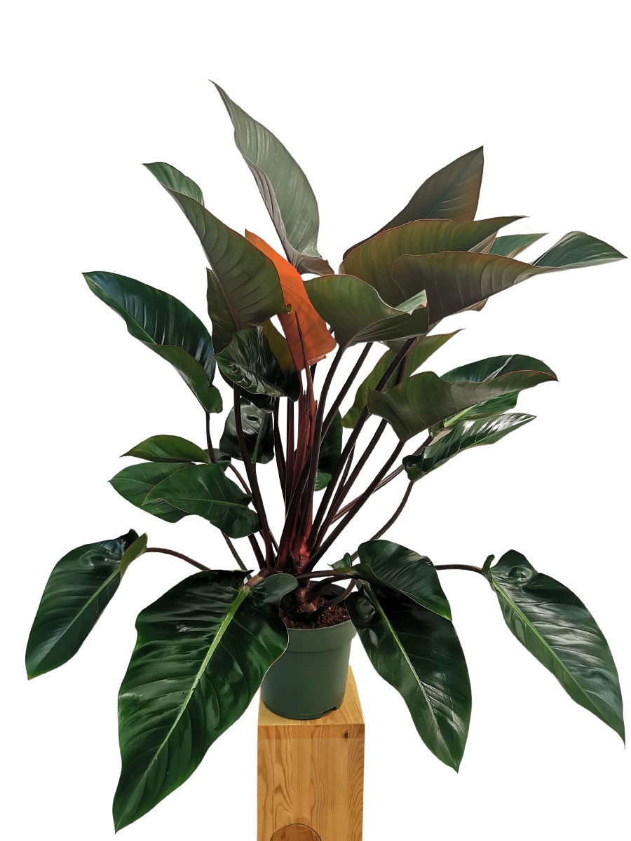 Philodendron Red Beauty 100-120cm