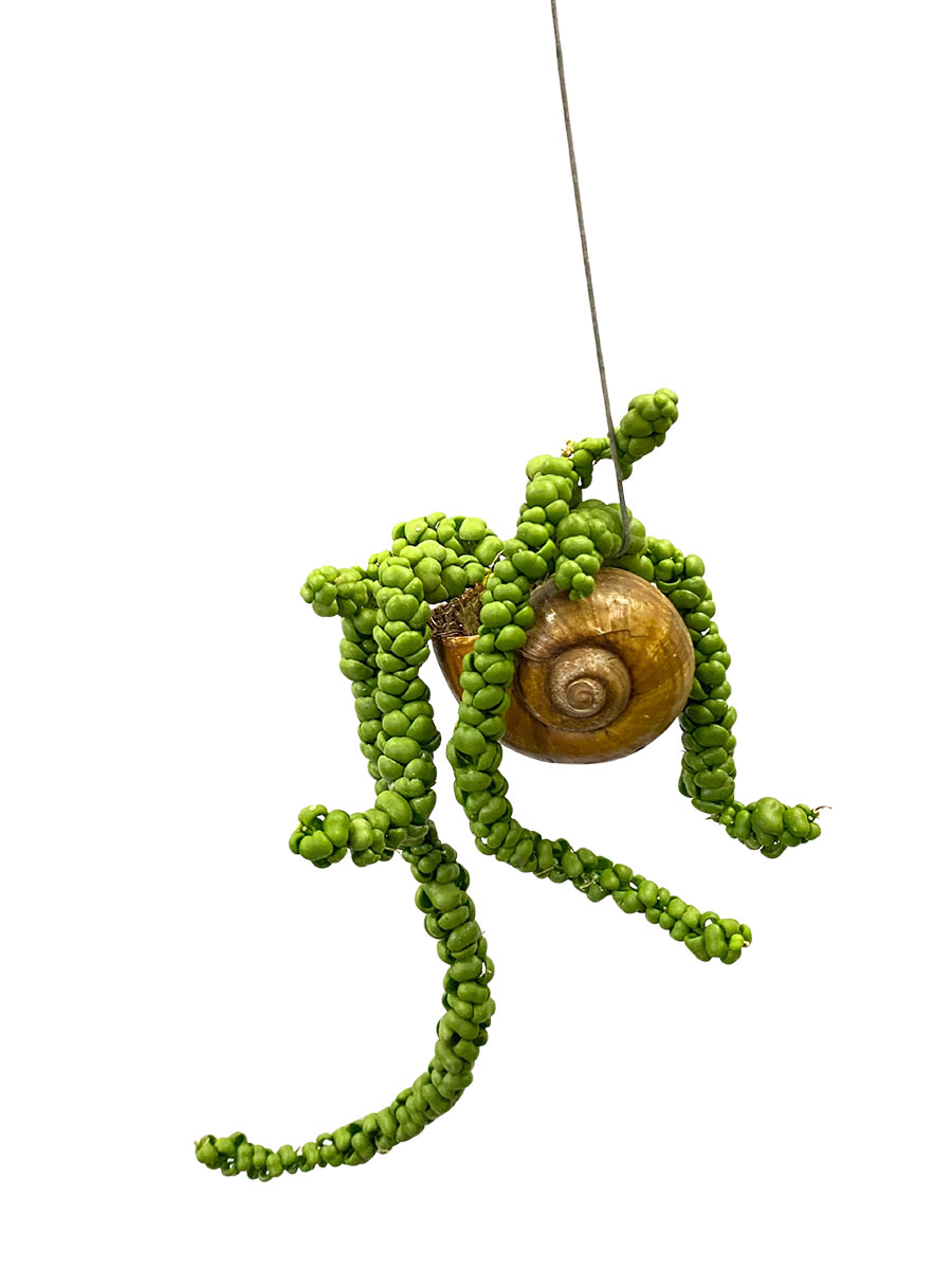 Dischidia Nummularia Schneckenhaus- Pflanze