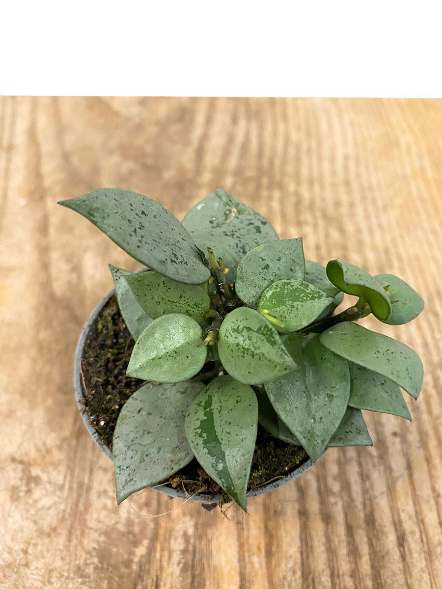 Baby Hoya Krohiana Eskimo