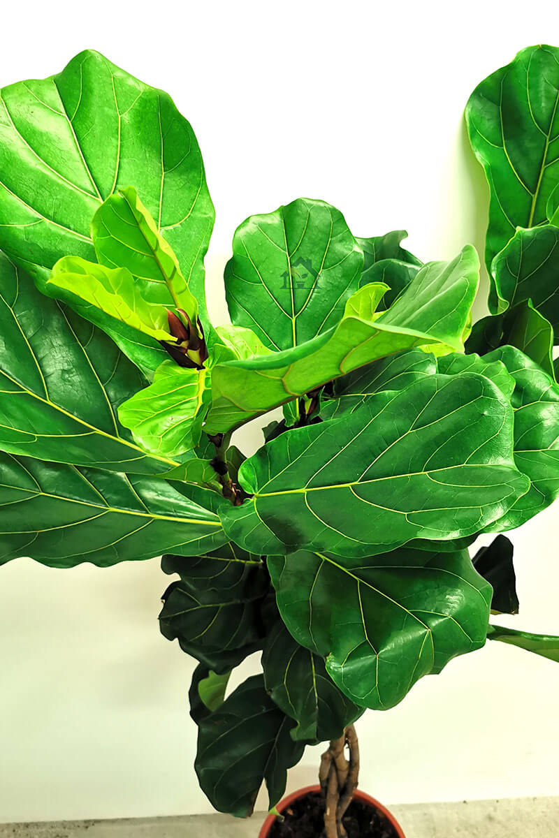 Geigenfeige Ficus lyrata Zimmerpflanzen Zubehör online kaufen