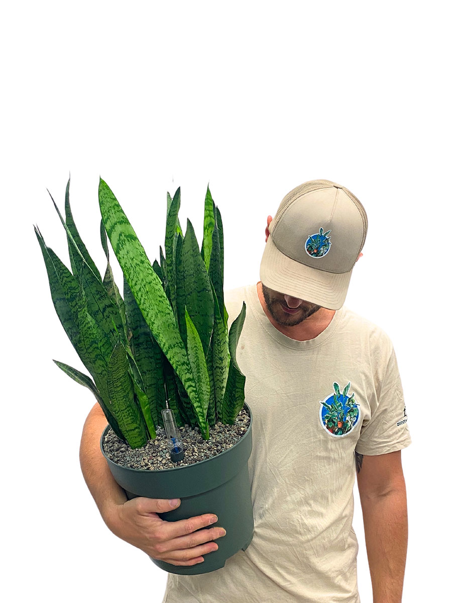 Bogenhanf Sansevieria zeylanica