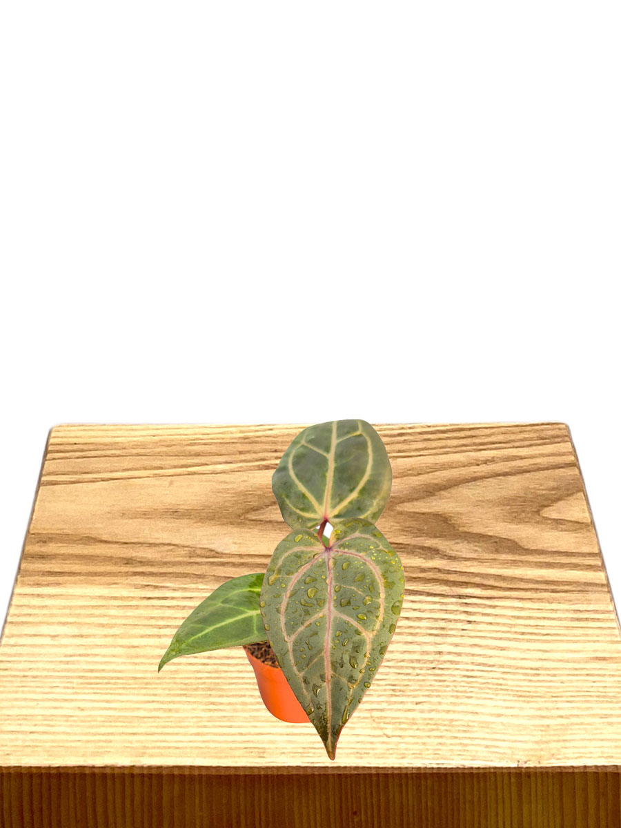 Anthurium DocBlock® Dark & Handsome® × Minerva®