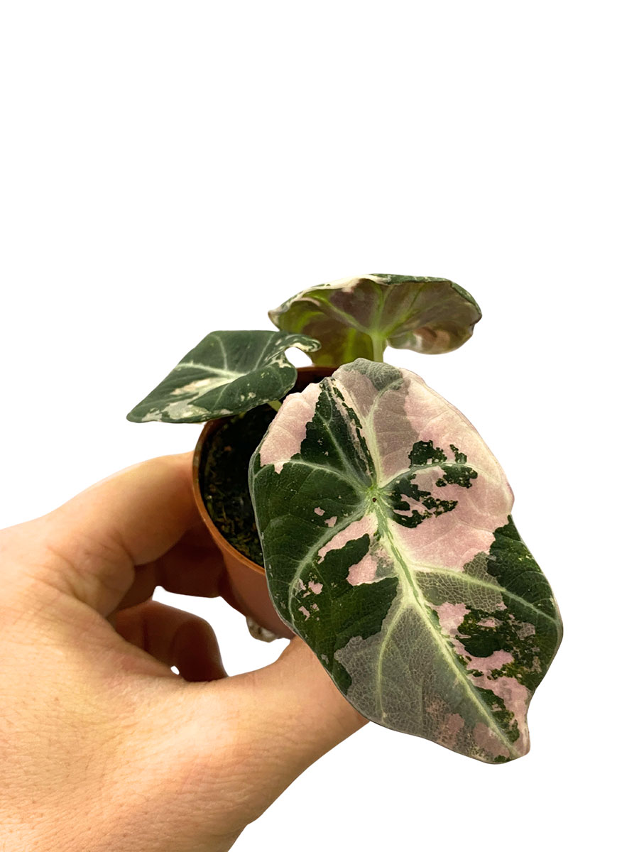 Alocasia Black Velvet Pink Variegated