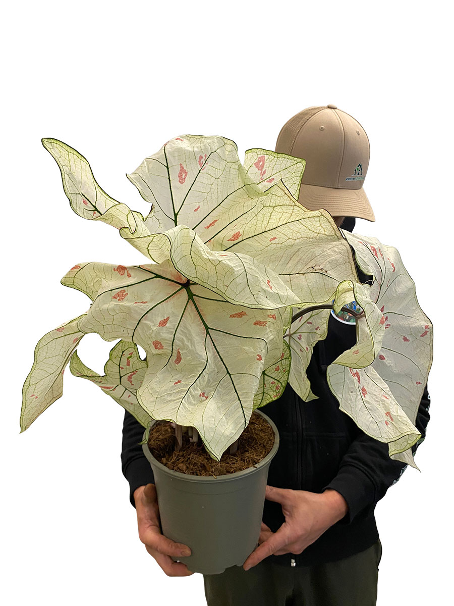 Caladium Strawberry Star XL