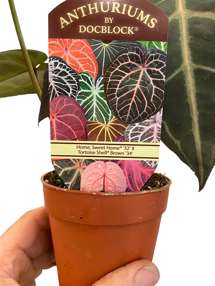 Anthurium DocBlock Sweet Home® 32 x Tortoise Shell Brown® 34