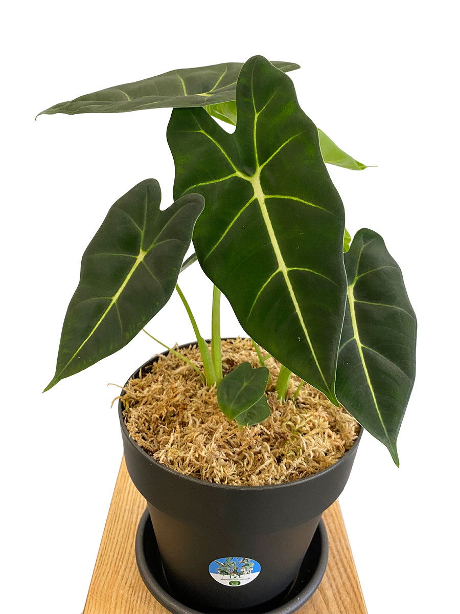 Alocasia Frydek