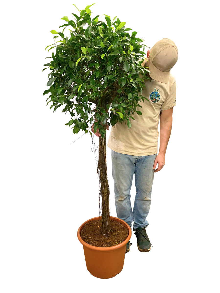 Birkenfeige Nitida Stamm - Gross