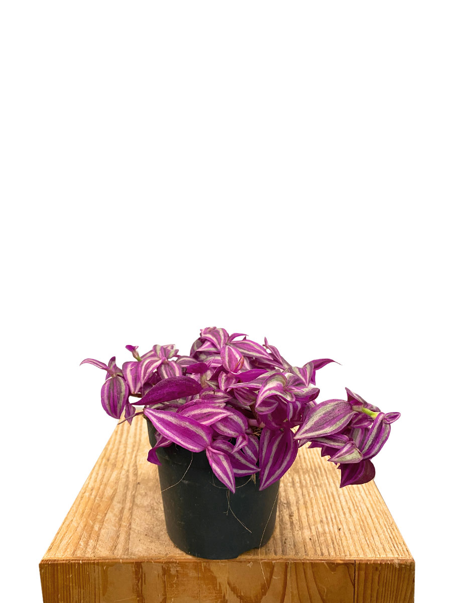 Tradescantia Zebrina Rosa Paradise