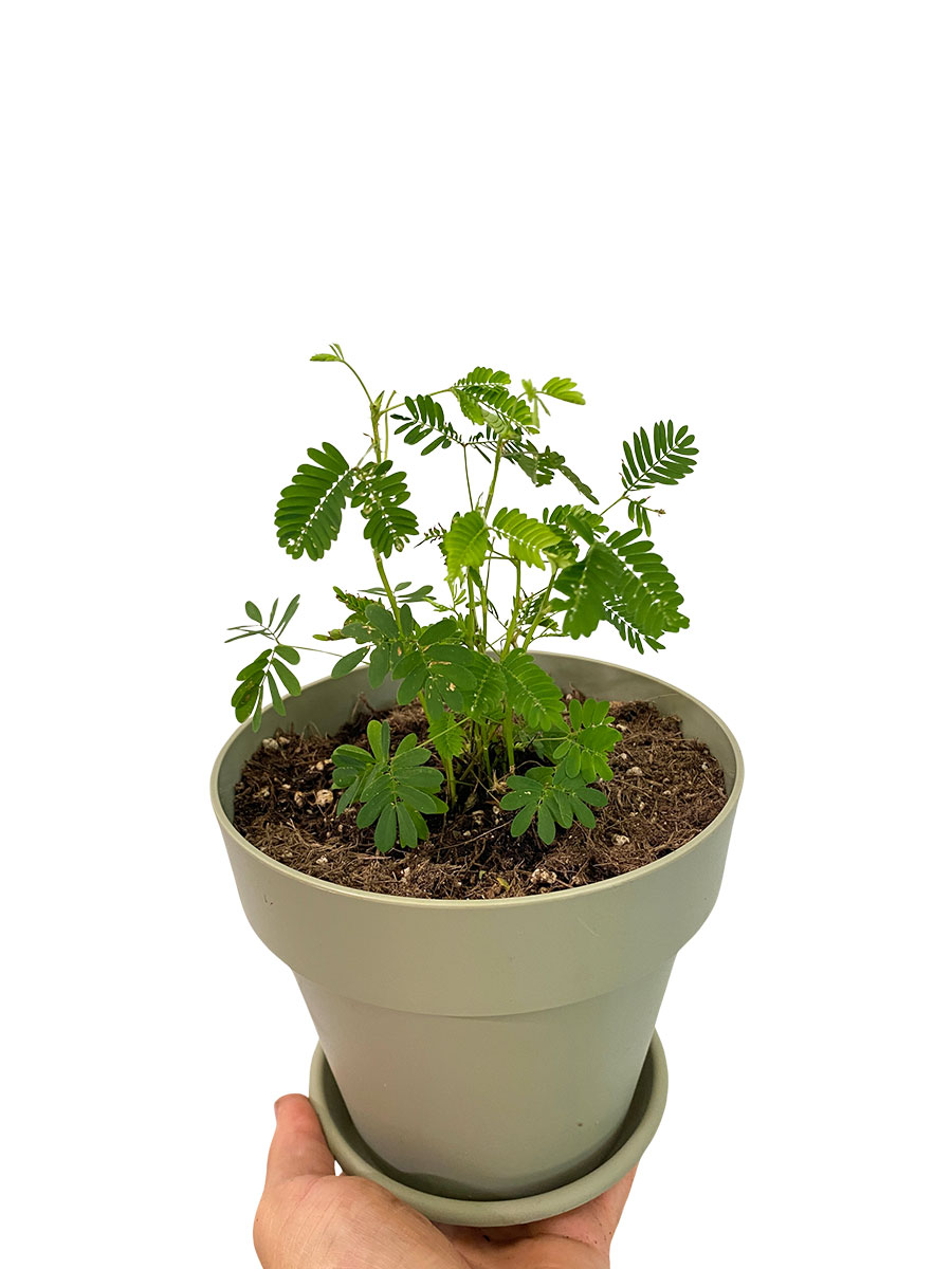 Echte Mimose Mimosa Pudica
