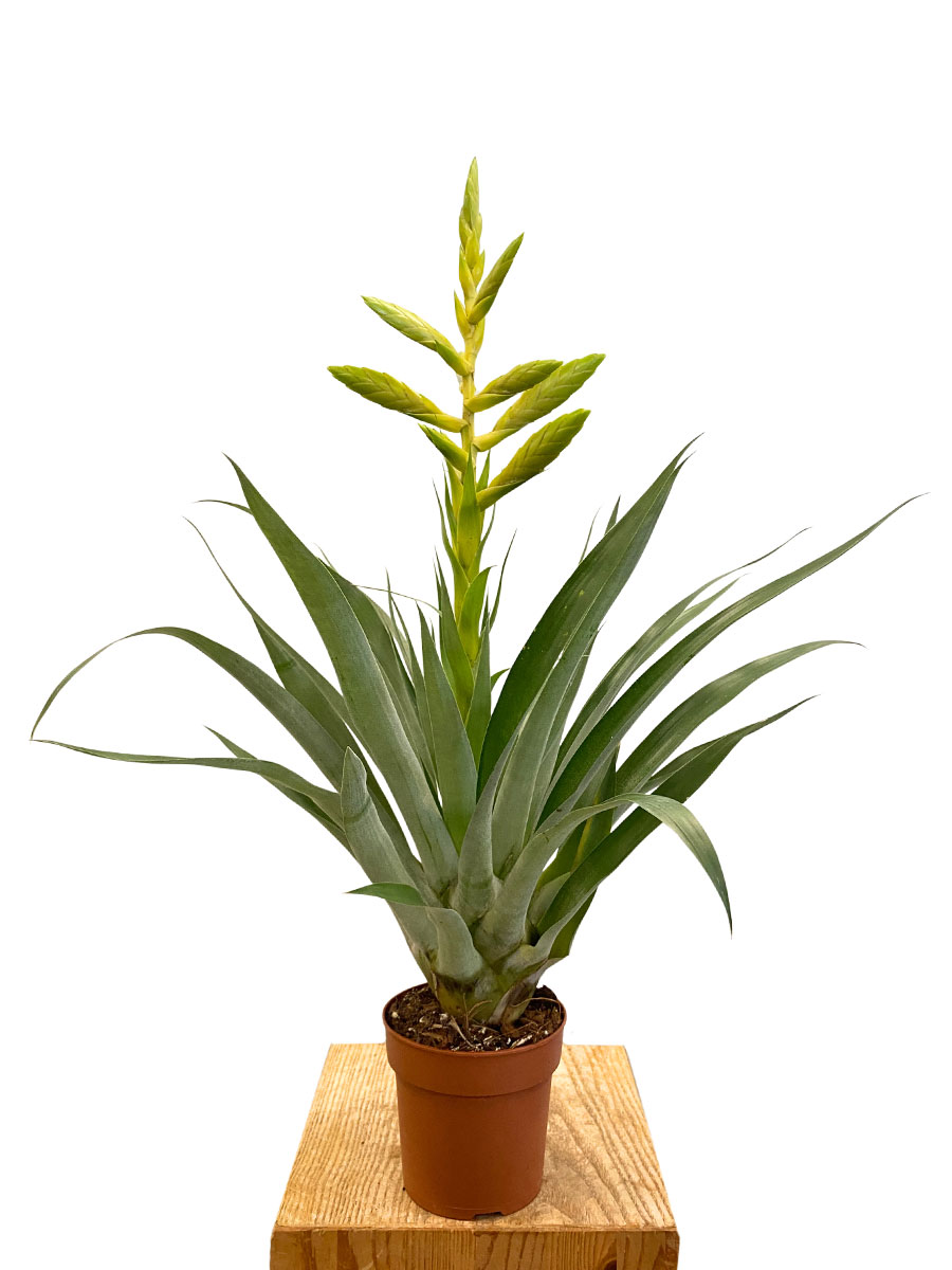 Tillandsia Oerstediana