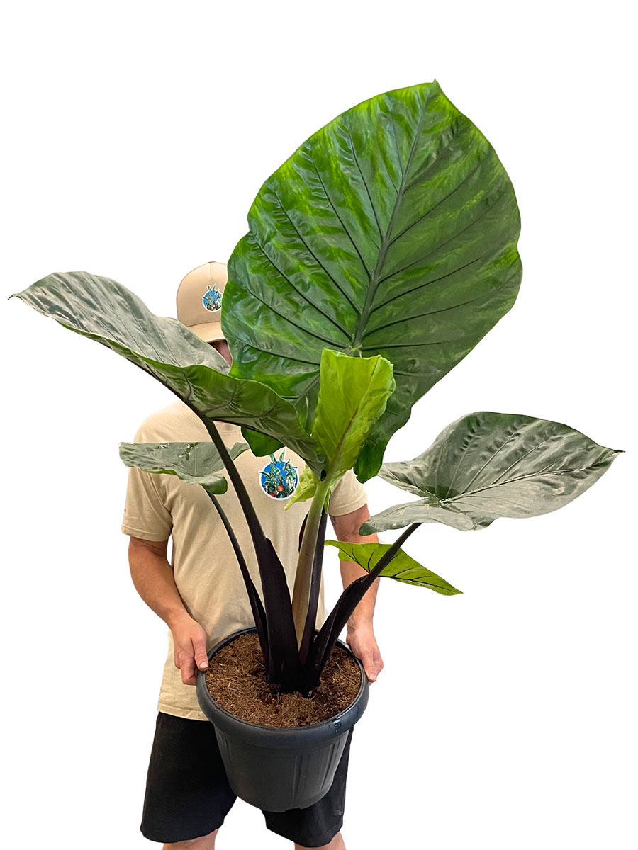 Alocasia Dark Star - Gross