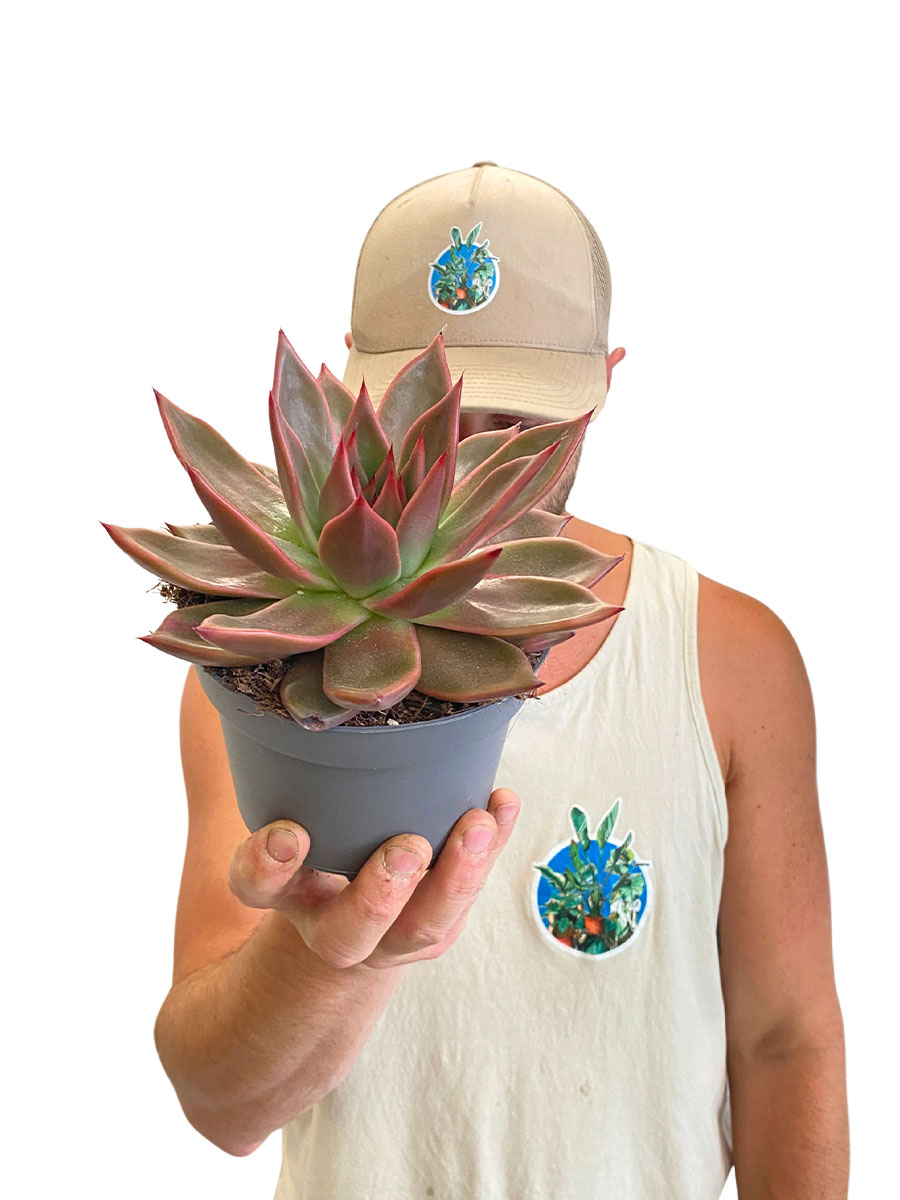Echeveria Antaris