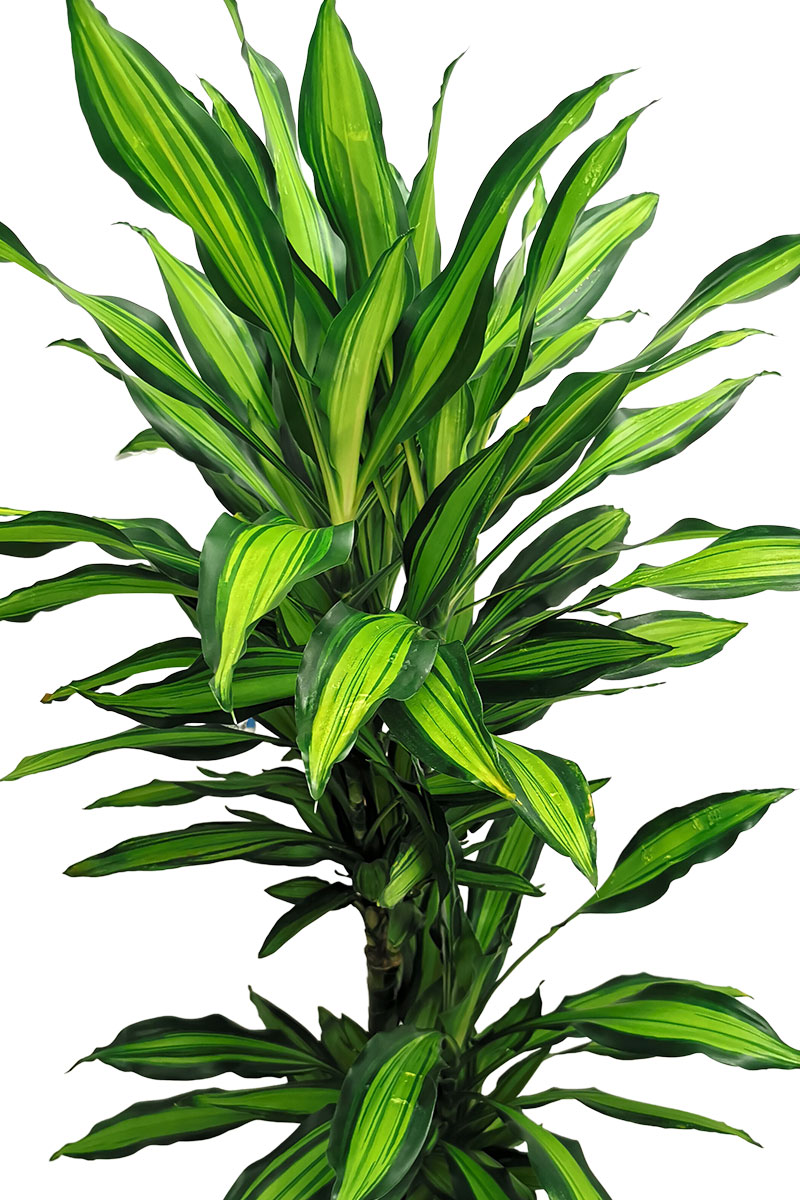 Dracaena Cintho verzweigt