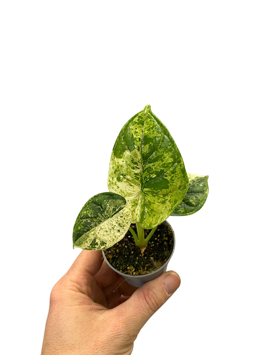 Alocasia Dragon Scale Mint Variegata