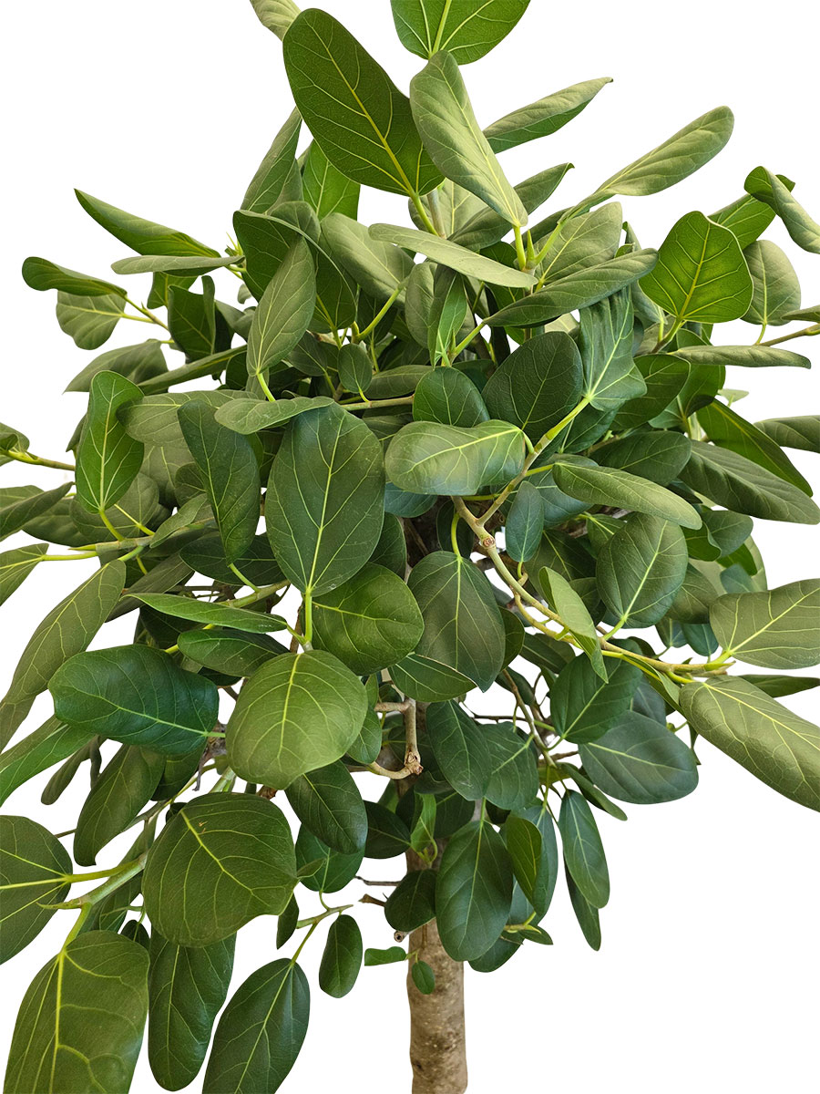 Banyanbaum Ficus Benghalensis - Gross